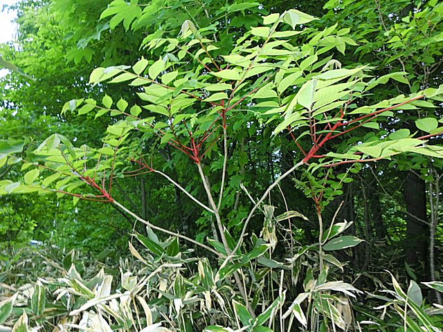 漆の木 ウルシノキ の見分け方 単葉と羽状複葉の違い ハゼの木 つたうるし ヤマウルシ