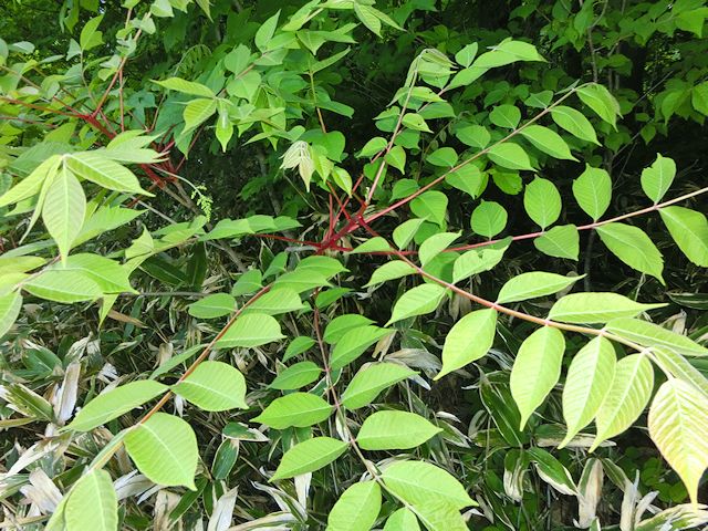 漆の木 ウルシノキ の見分け方 単葉と羽状複葉の違い ハゼの木 つたうるし ヤマウルシ